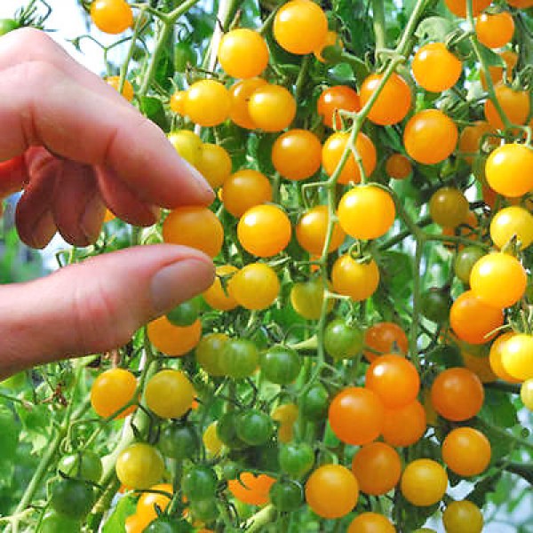 Currant Gold Rush Tomaten Samen