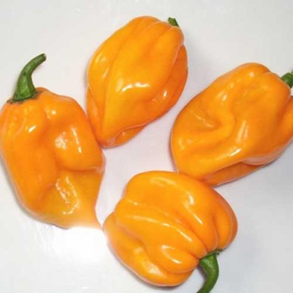 Scotch_Bonnet_Yellow_Big_Sun_Chili_Samen_1.jpg