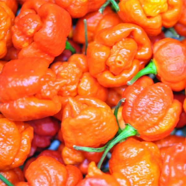 BIO Trinidad Scorpion Moruga rot frisch 100g