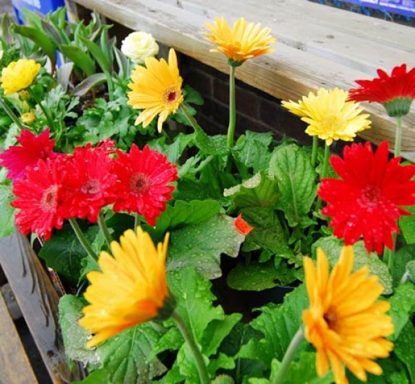 Gerbera_Jamesonii_Mix_Samen_1.jpg