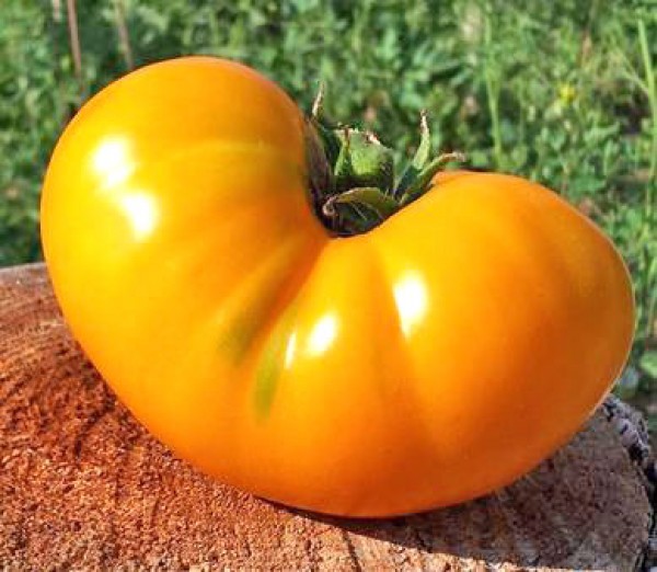 Azoychka Tomaten Samen
