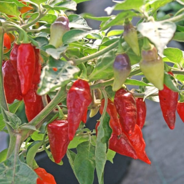 Scarlet Lantern Peru Chili Samen B-Ware