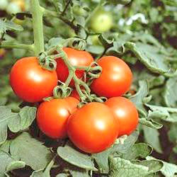 Amateur Tomaten Samen