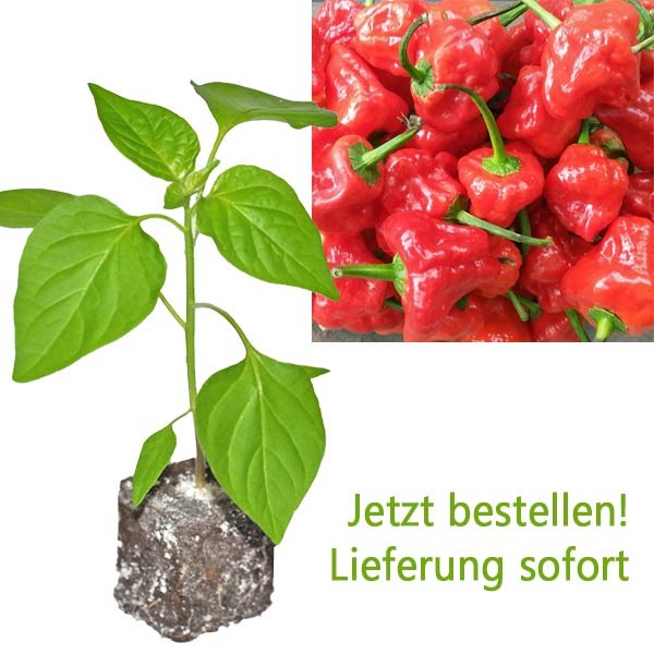 BIO Scotch Bonnet Red Chili-Pflanze