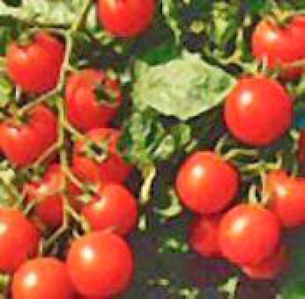 Small Red Cherry Tomaten Samen