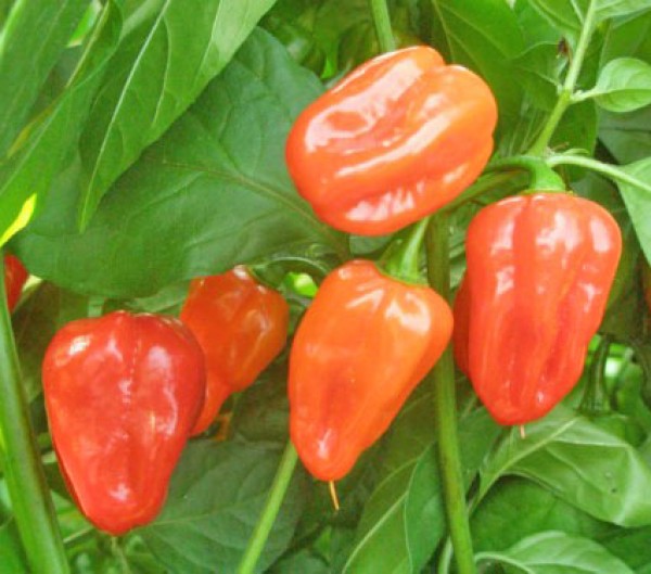 Habanero Zavory Red Chili Samen B-Ware