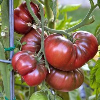 Black Krim Tomaten Samen Black Krim Tomaten Samen