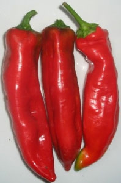 Nocera Rosso Chili Samen