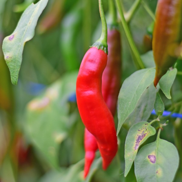 Bio Ring of Fire Chili Samen