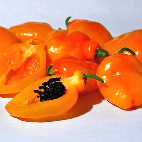 Manzano Rocoto Orange Chili Samen bestellen - chili-shop24.de