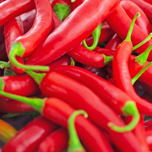 Frische BIO Cayenne Chilis online kaufen bei