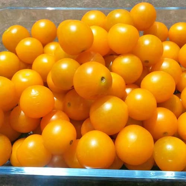 Orange_Beauty_Tomaten_Samen_1.jpg