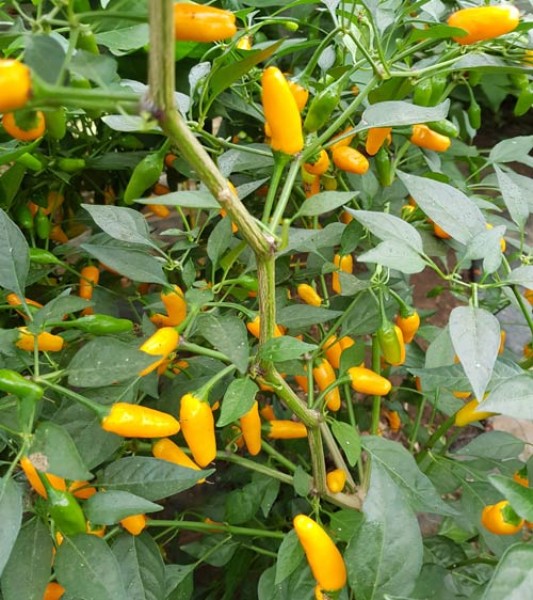 Tabasco_Short_Yellow_Chili_Samen_1.jpg