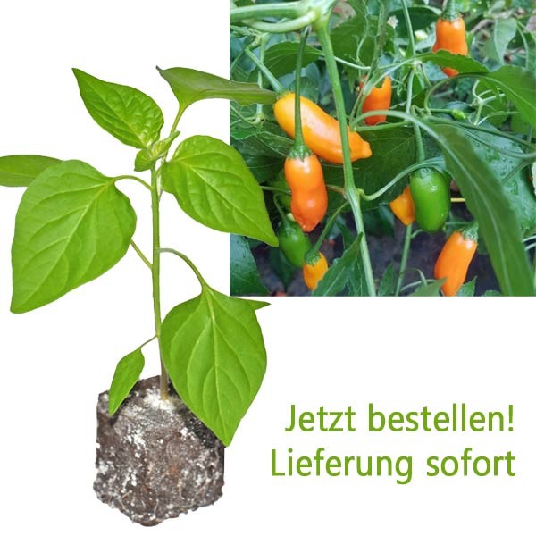 BIO Aji Little Finger Orange Chili-Pflanze
