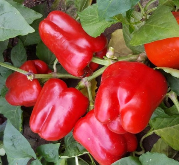 Super_Giant_Sardegna_Red_Chili_Samen_1.jpg