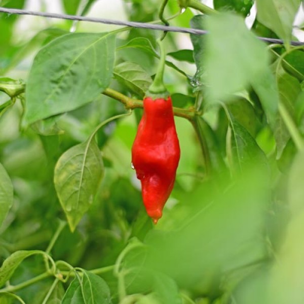 BIO Aji Angelo Chili Samen 1000 Stk.