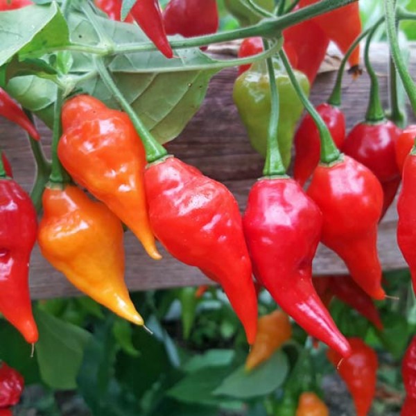 Habanero Hot Paper Lantern Chili Samen