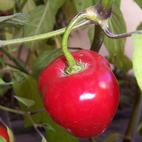 Baum-Chili Samen B-Ware