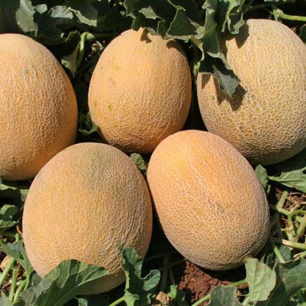seltene Sorte 10 Samen Nordmazedonische Honig Melone Ananas 