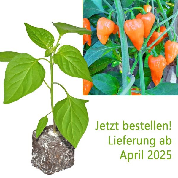 BIO_Hexennase_Peach_Chili-Pflanze_01.jpg