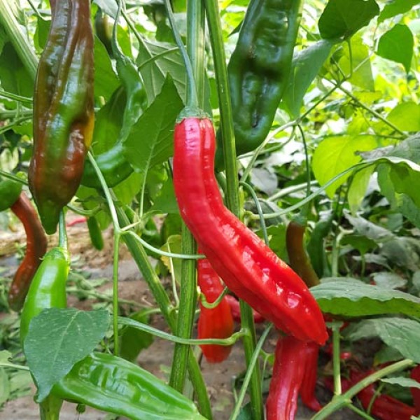 Bio Aji Santa Cruz Chili Samen
