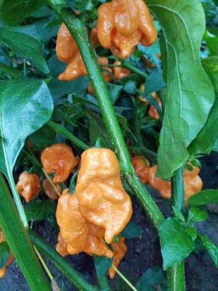 Carolina Reaper Orange Chili Samen