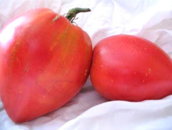 Anna Russian Tomaten Samen
