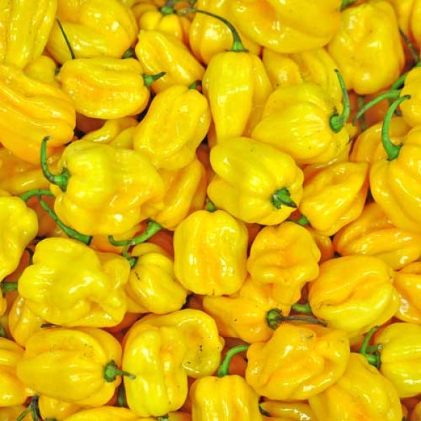 BIO Habanero Chilis gelb frisch 1kg