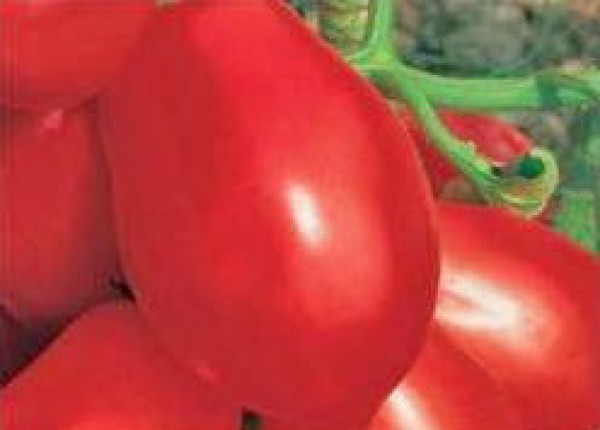 Rio grande tomate - Die besten Rio grande tomate auf einen Blick!