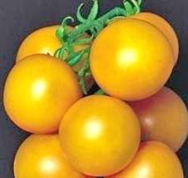 Ponderosa Yellow Tomaten Samen