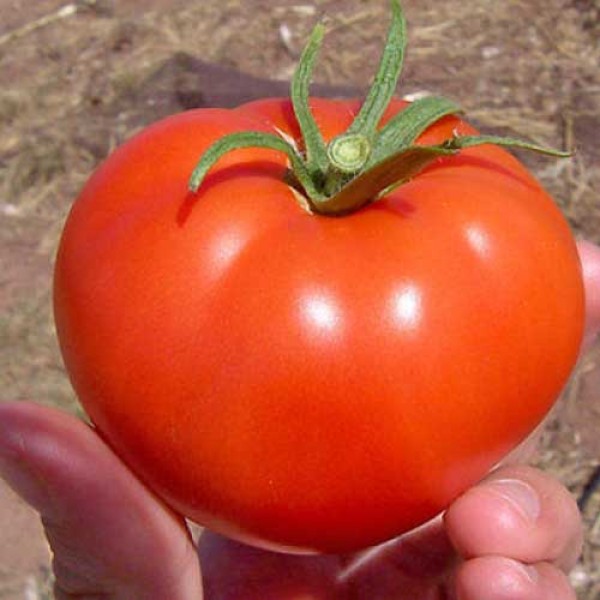 Balarga_Tomaten_Samen_1.jpg