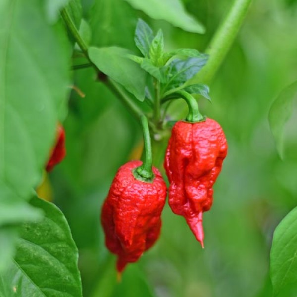 Bio Big Bang Chocolate Chili Samen 1000 Stk.