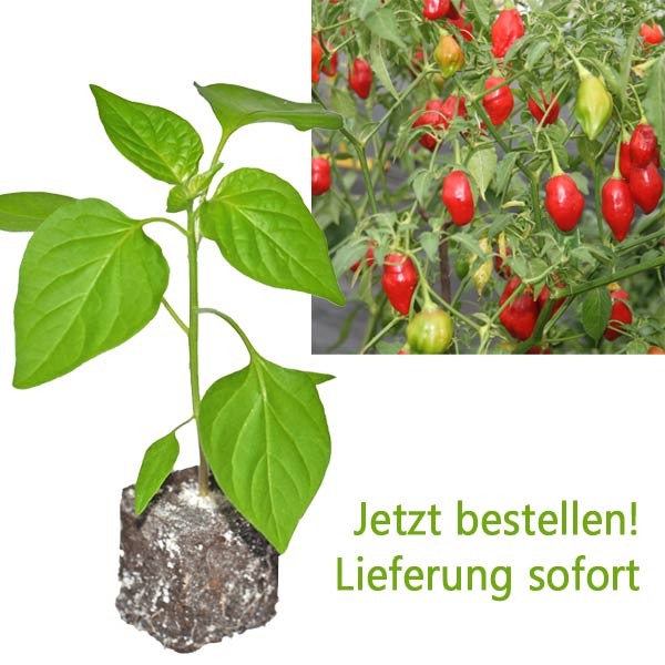 BIO Rainforest Chili-Pflanze