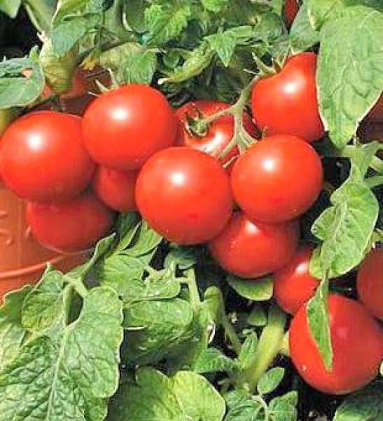 Large Cherry Tomaten Samen