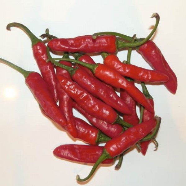 Thai_Denchai_Chili_Samen_1.jpg