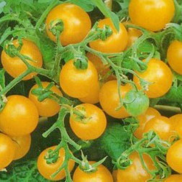 Mini Gold Tomaten Samen