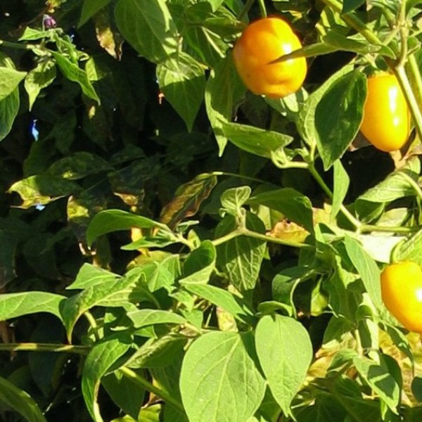 Manzano Rocoto Amarillo Chili Samen B-Ware