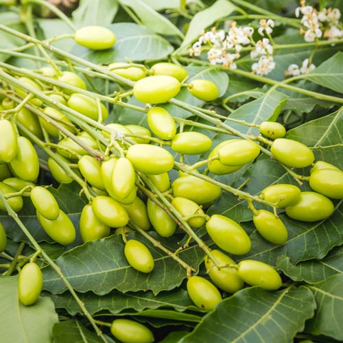 Neem zur Gesunderhaltung Ihrer Pflanzen - chili-shop24.de