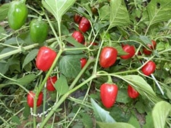 Colombo Big Chili Samen B-Ware