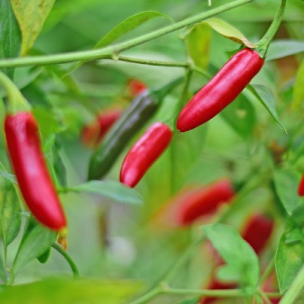 Bio Serrano Chili Samen 1000 Stk.