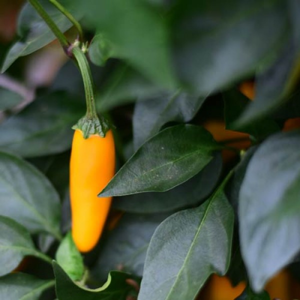 Bio Jalapeno Orange Chili Samen