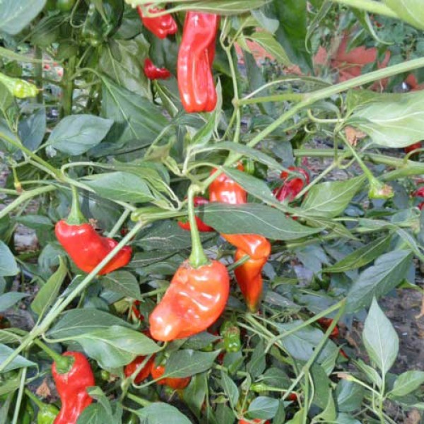 Broome Pepper Chili Samen B-Ware