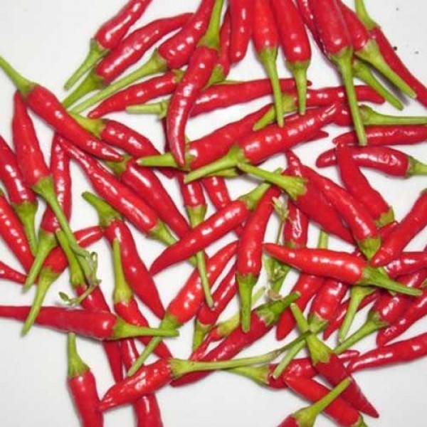 Wildsorte_Bolivian_Chili_Samen_1.jpg