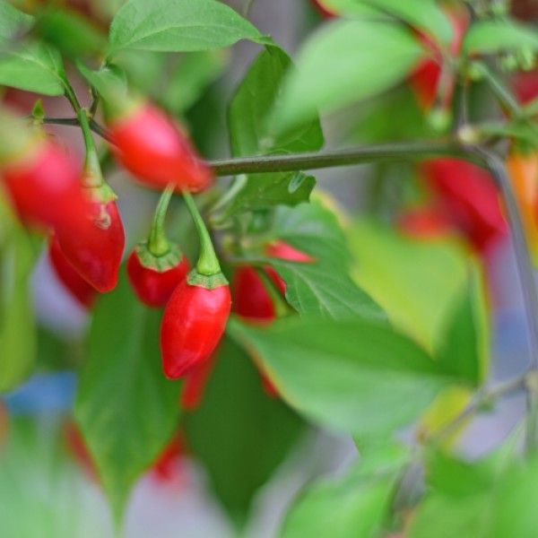 Bio Peito de Moca Chili Samen 1000 Stk.