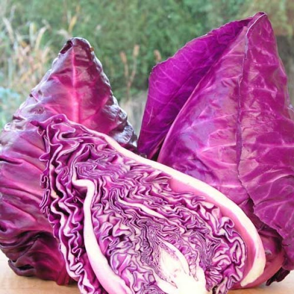 Rotkohl_Kalibos_Red_Samen_1.jpg