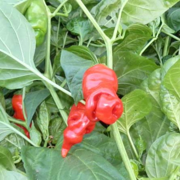 Bio Penis Pepper Red - Peter Pepper Chili Samen