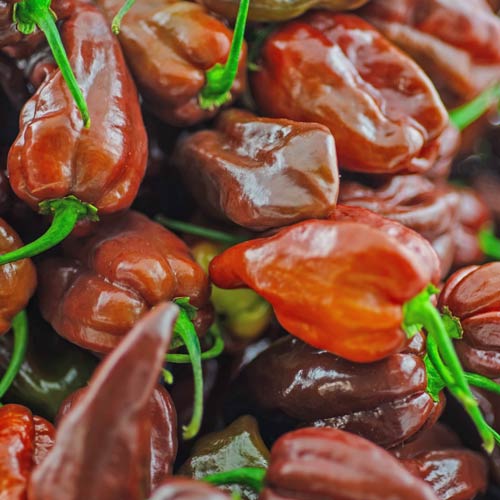 Frische BIO Habanero Chocolate Chilis online kaufen bei