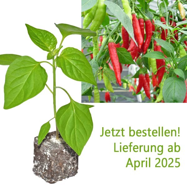 BIO_Birgits_Locoto_Chili-Pflanze_01.jpg