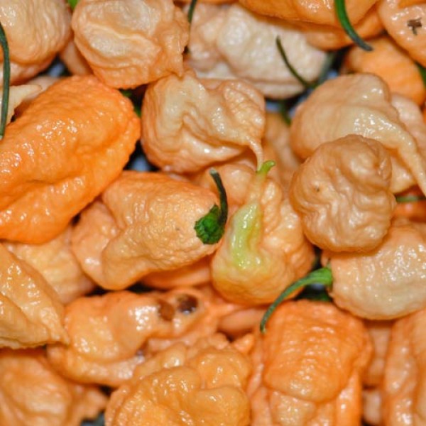 BIO Trinidad Scorpion Moruga Chilis Yellow frisch 1kg