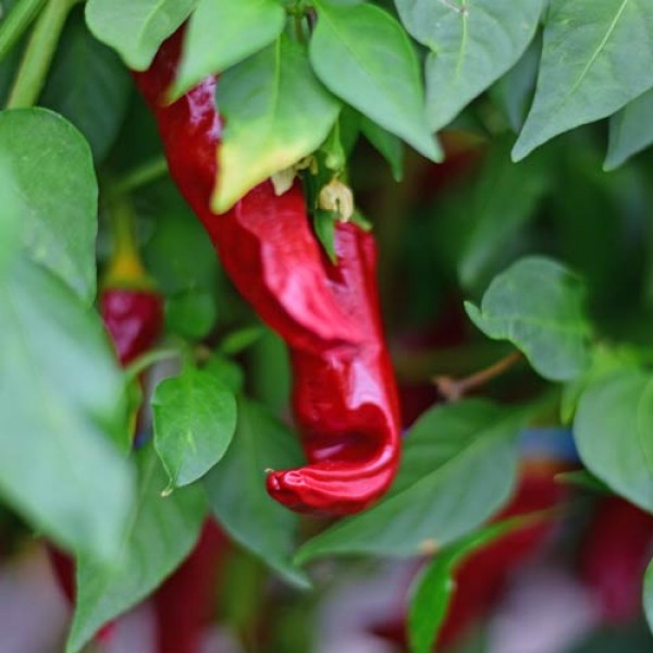 Bio_Piment_dEspelette_Chili_Samen_01.jpg